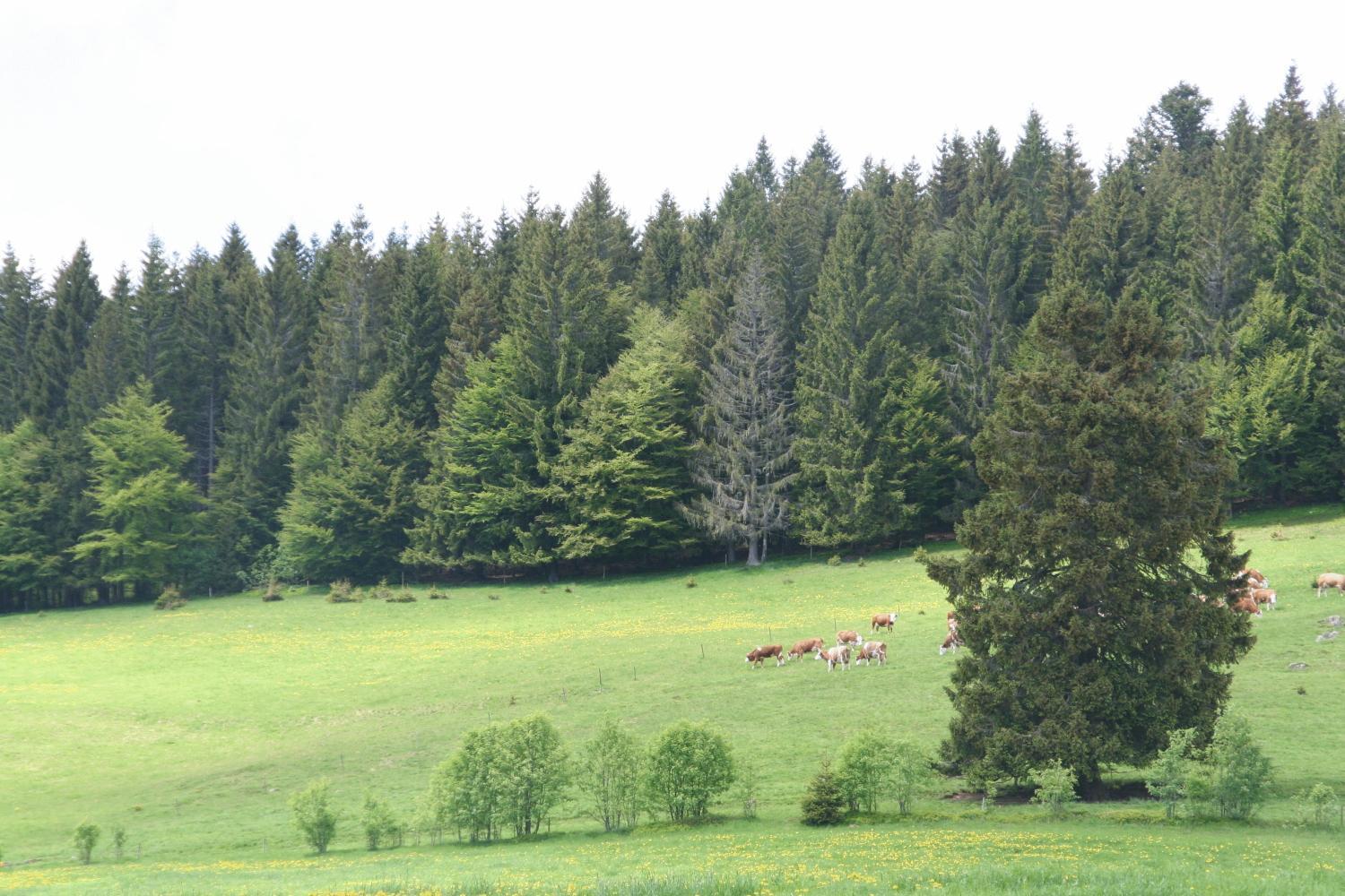 Hotel Gasthaus Hirschen Im Hochschwarzwald Todtnau Nahe Feldberg Exterior foto